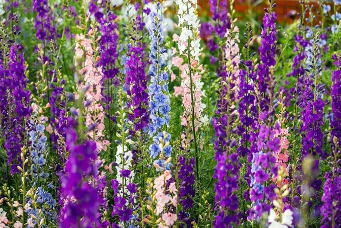 Larkspur Imperial Mix Seeds - Wild Delphinium Mixed Colors - 4' Tall and Used Widely by Floral Designers