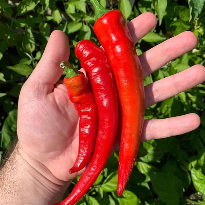 100 Hot Chili Pepper Seeds for Planting, Large Red Pepper Seeds to Grow Indoor Outdoor, Vegetable Home Garden