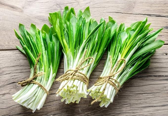 Wild Garlic Ramsons Bear Leek Wild Onion Seeds for Planting 100+ Non-GMO Seeds Herbs & Vegetable Garden