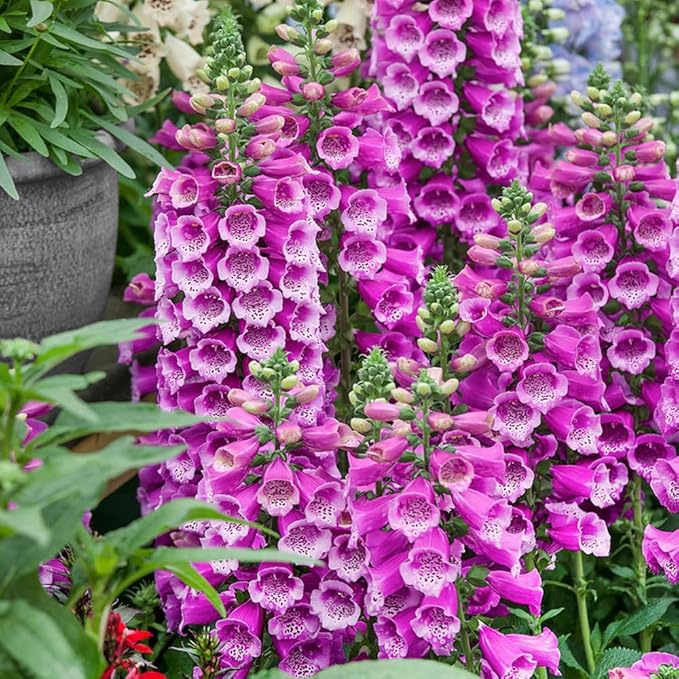 Outsidepride Digitalis Purpurea Dalmatian Purple Foxglove Seeds – 25 Pcs Perennial, Prolific, Tall Growing Flower Seeds with Pollinator-Friendly Blooms for Shaded Gardens & Outdoor Landscapes