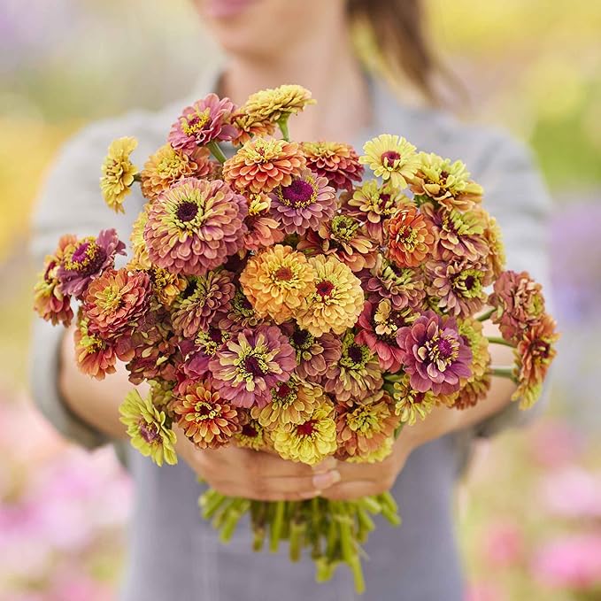 Eden Brothers Zinnia Seeds - Queen Lime Mix, Non-GMO Seeds for Planting, Packet | Low-Maintenance Flower Seeds, Plant During Spring, Zones 3, 4, 5, 6, 7, 8, 9, 10