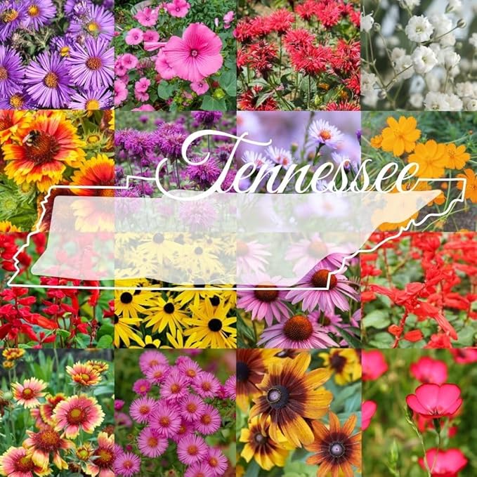 Tennessee Bulk Perennial Wildflower Seed Mix 1lb Covers 2,000sq-ft - Attract Pollinators, Multi-Color Blooms - Southeast US Species Plant in Spring/Fall, Earth-Friendly Packaging (1 Pound)