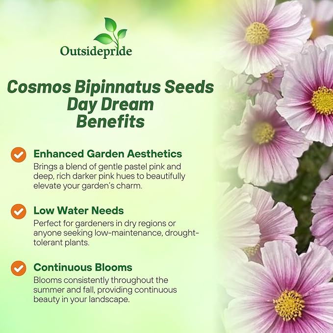 Outsidepride Day Dream Cosmos Bipinnatus Seeds - 2000 Pcs Annual, Easy to Grow & Drought Tolerant, Flower Seeds for Planting w/Fern-Like Foliage & Pink Blooms, Ideal for Borders & Wildflower Meadows