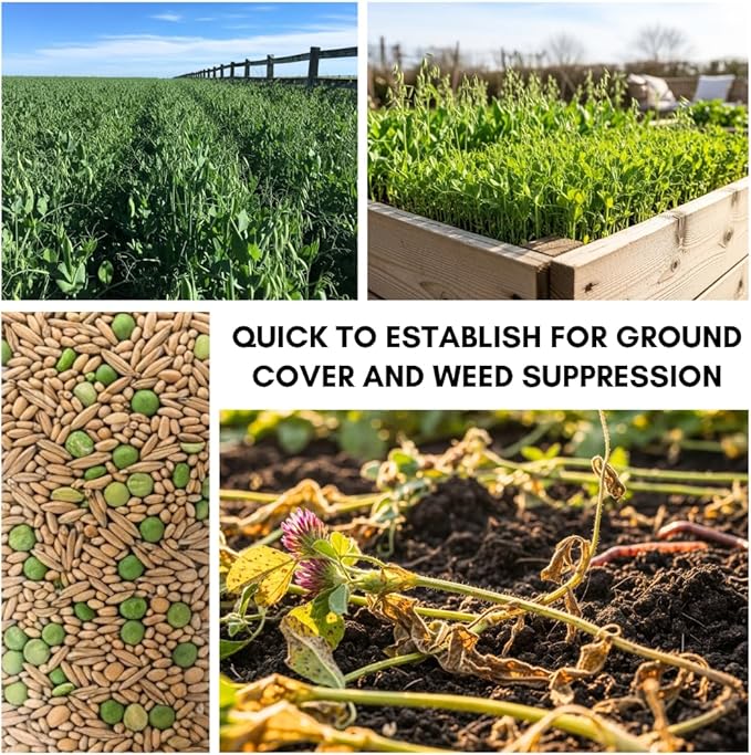 Pea and Oat Cover Crop Seeds – Non-GMO, Annual, Nitrogen-Fixing Mix – Builds Soil Health, Forage-Friendly, Winter-Kill Variety – Ideal for Spring -Fall Planting – 50–70 Days to Maturity (1 Pound)