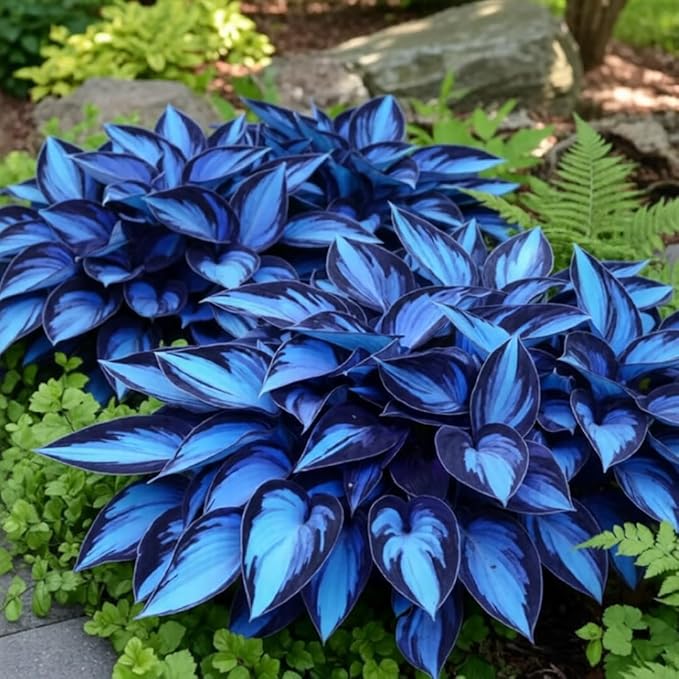 285+ Hostas Seeds Dark Blue for Planting-Hostas Seeds Blue Perennials- Rare Hosta Seed Midnight Blue Plants Non-GMO Heirloom for Outside Garden Home