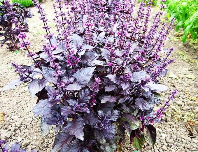 500+ Pcs Large Basil Seed Collection for Planting -Sweet, Opal, Thai, and Giant Leaf Basil - Non-GMO Heirloom Grow Indoors or Outdoor (Dark Opal Basil)