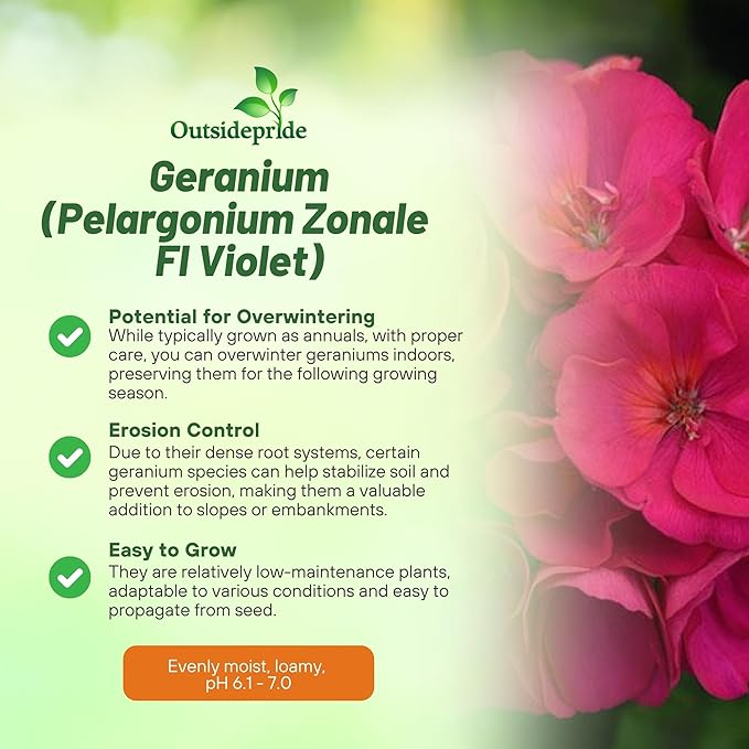 Outsidepride Violet Geranium Seeds for Planting - 50 Pcs Annual, Heat & Drought Tolerant Flower Seeds with Green Foliage & Violet Blooms for Pots, Borders & Lush Summer Garden Displays