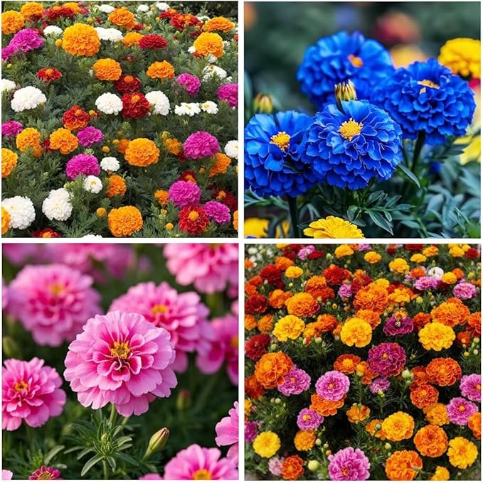 900+ Annual French Marigold Garden Flower Mix Flower Seeds for Planting Garden Decoration