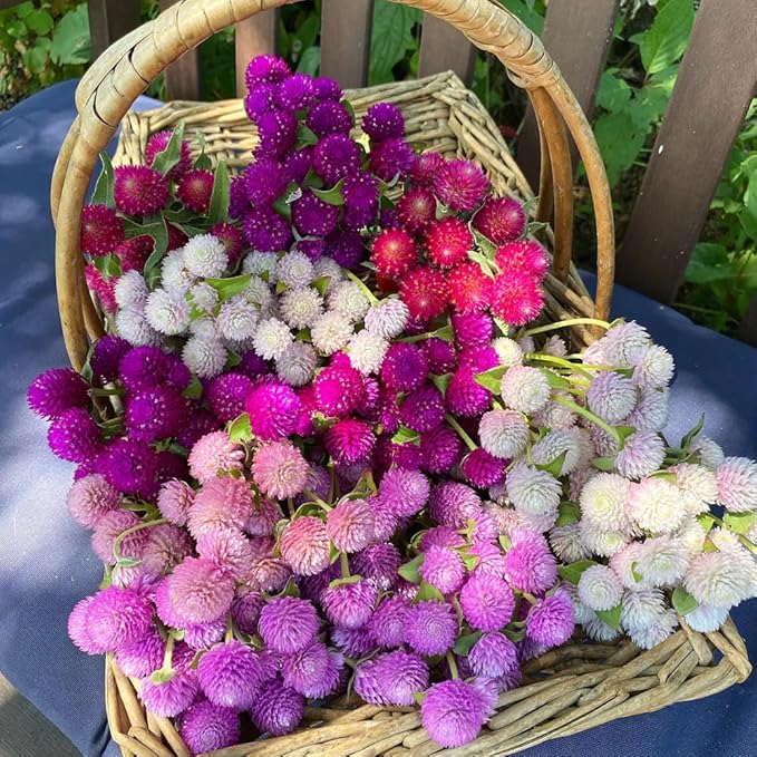 100pcs Globe Amaranth Gomphrena Globosa Seeds Mixed Colors Amaranthus Flower Bachelor Button Heirloom