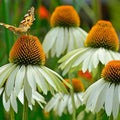 White Swan Echinacea Flower Garden Seeds (Coneflower) - 1 Oz ~25000 Seeds - Perennial Flower Gardening Seed - Echinacea purpurea