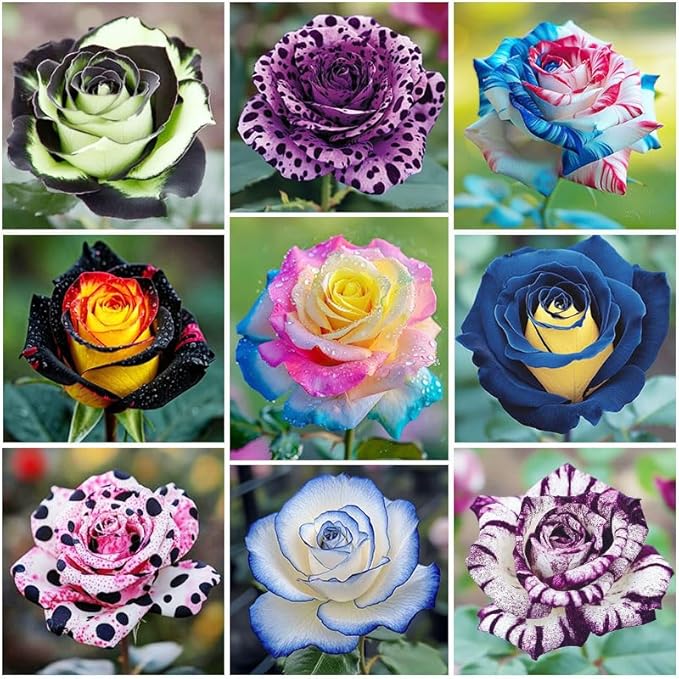 285+ Mixed Double Rose Seeds for Planting - Portulaca Grandiflora, Heat/Drought-Tolerant Explosive Blooms, Ideal for Gardens & Containers, Flower Seeds
