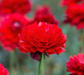 Mixed Peony Ranunculus Bulbs- Persian Buttercup -10 Corms Bulbs Flowering Blooms Perennial Bulbous Root Garden Plant (Red)