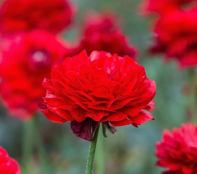 Mixed Peony Ranunculus Bulbs- Persian Buttercup -10 Corms Bulbs Flowering Blooms Perennial Bulbous Root Garden Plant (Red)
