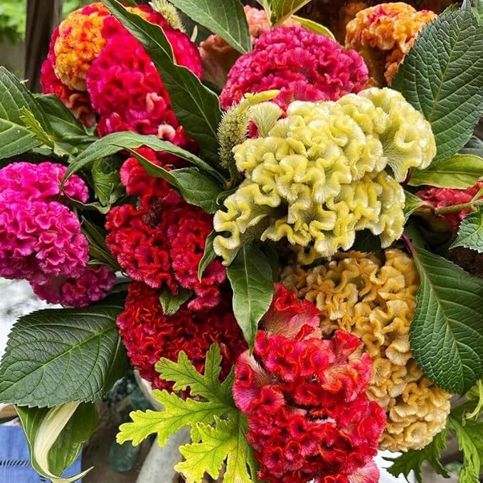 320+ Perennial Mix Cockscomb Celosia Seeds for Planting-Non-GMO Heirloom Plant Seeds Garden Outdoor