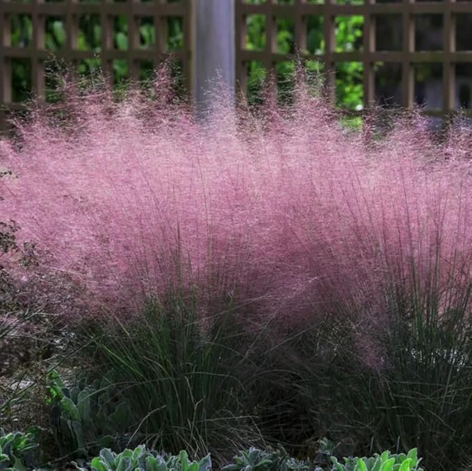 Outsidepride Pink Muhly Ornamental Grass Seeds - 100 Pcs, Perennial, Drought Tolerant, Low Maintenance, Ornamental Tall Grass Plants, Fast Growing for Landscaping, Outdoor Garden, Privacy Plants