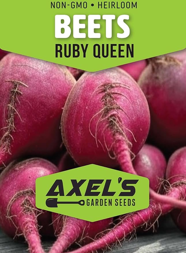 Ruby Queen Beet Seeds for Planting – Plant & Grow Heirloom Red Beets in Home Outdoor Vegetable Garden, Beta vulgaris – 2 Packets