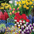 50 Mixed Flowers Bulbs for Fall Planting, Early Spring Bloom, 50 Days Colorful Blooms, Top Size Bulb, Easy Care, 5 Random Varieties for Groundcover