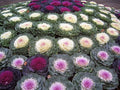 70+ Seeds Flowering Kale Ornamental Cabbage Large-Leaved - Vegetable Mix