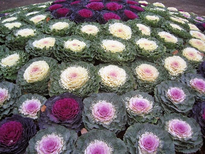 Seeds Flowering Kale Mix Large Leaf Decorative Cabbage Ornamental Non GMO Heirloom