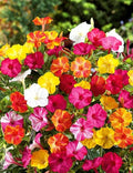 Seeds Four O'clock Mix Mirabilis - Annual Flowers for Planting