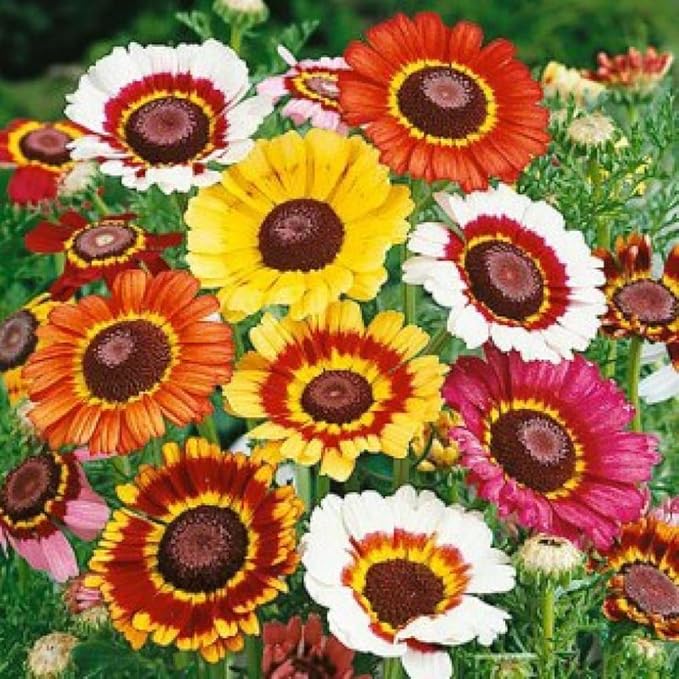 300+ Mixed Daisy Seeds for Planting-Gerber Daisy Seeds,Gerbera Daisy Seed Non-GMO Heirloom Flower for Garden Outdoor