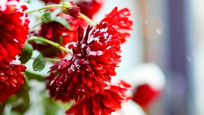 Seeds Flowers Aster Winter Cherry Annual - 100 Seeds