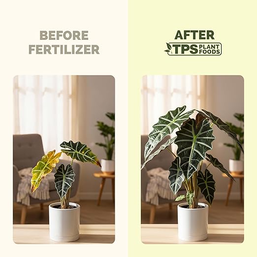 Alocasia Fertilizer – Liquid Plant Food for Bigger Leaves, Stronger Roots & Healthy Tropical Growth, 8 oz