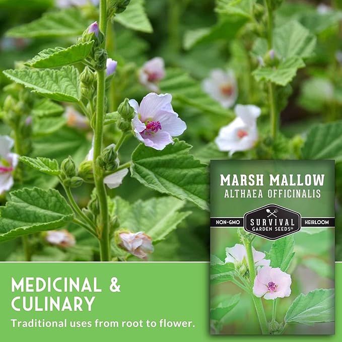 Marshmallow Seeds for Planting - Marsh Mallow Medicinal Herb, Althaea Officinalis, Traditional Root Plant for Herb Garden - Heirloom Non-GMO Open Pollinated - Survival Garden Seeds (3 Pack)