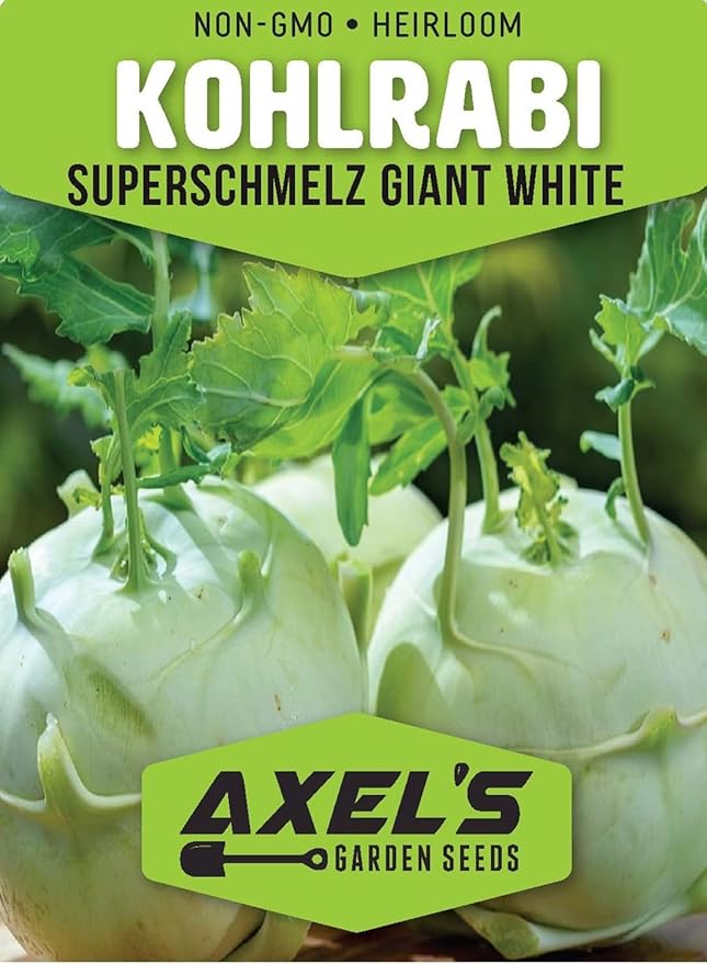Giant White Kohlrabi Seeds for Planting - Plant & Grow 300 Heirloom Kohlrabi Seeds Home Outdoor Garden - Great Gardening Gift, 1 Packet