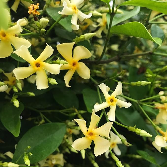 Climbing Jasmine Flower Seeds for Planting, 100+pcs Rare Perennial Fragrant Climber Jasmine Flower Seeds Plants, Non-GMO Heirloom Beauty Windmill Climbing Flowers in Home Garden Outdoors