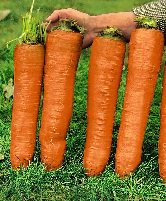 KIRA SEEDS - Seeds Carrot Red Giant - Heirloom Vegetable - GMO Free