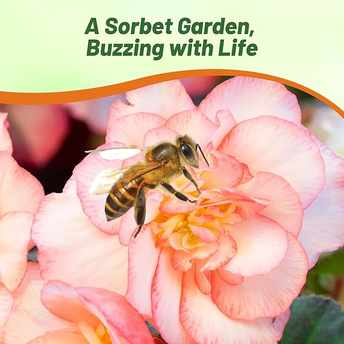 Outsidepride Sorbet Limitless Begonia Seeds for Planting - 25 Pcs Perennial Flower Seeds with Large Blooms, Arching & Pendulous Growth Habit, for Containers, Hanging Baskets, or Landscape Plantings