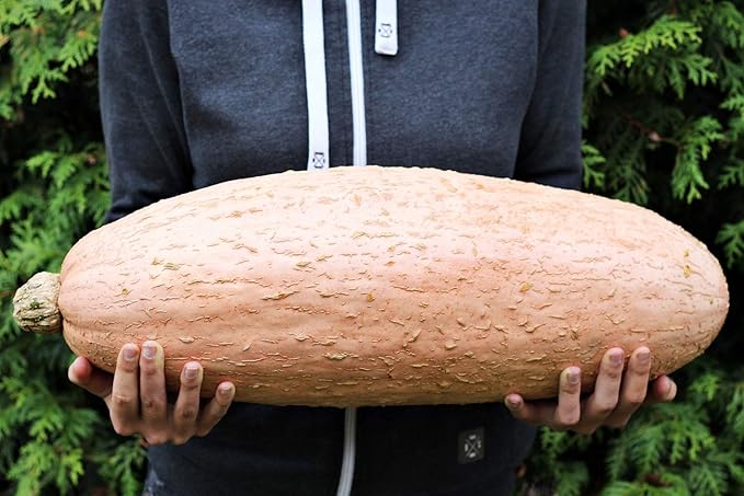 Seeds Vegetable Pumpkin Pink Banana (Cucurbita Maxima) - 10 Seeds