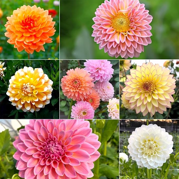 350pcs Mixed Dahlia Flower Seeds for Planting- Non-GMO Heirloom, Multi-Color Pompon Blooms Attract Pollinators, Rapid Outdoor Landscaping