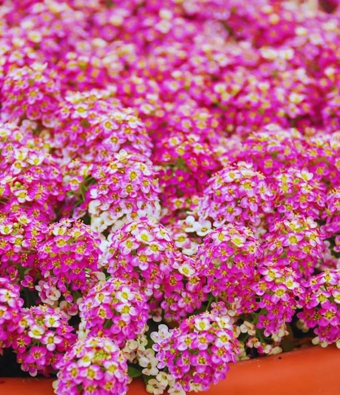 100+ Pink Rosie O'Day Alyssum Seeds Groundcover Flowers Garden Planting