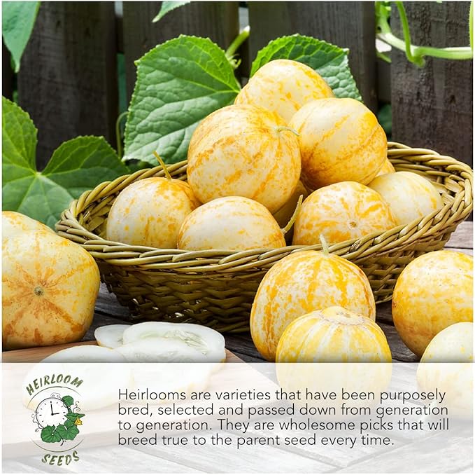 Seed Needs, Bush Pickle Cucumber Seeds - 30 Heirloom Seeds for Planting Cucumis sativus - Non-GMO & Untreated to Plant an Outdoor Vegetable Garden (1 Pack)