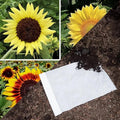 Park Seed Easy DIY Planting Sow Effortless Collection Seed Mats, Sunflower Fantasy Mix
