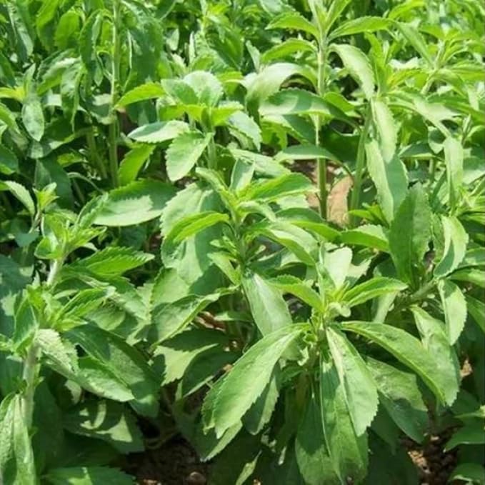 Pack 2 Stevia Plants Live, 4-7 Inches Tall, Fragrant Stevia Herb Ready to Grow Garden or Containers