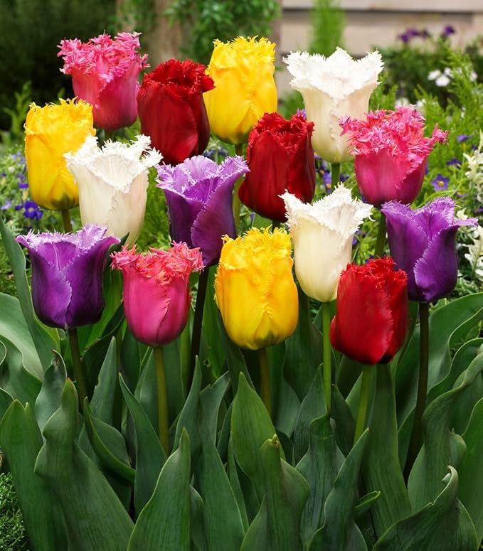 Tulipa Fringed Mixture Tulip Bulbs Size 11/12 for Planting - Plant in Fall, Winter or Early Spring (Fringed Mixture, 15, Count)