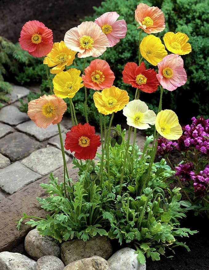 NIKA SEEDS - Seeds Flowers Oriental Poppy Mix Annual - 1000 Seeds