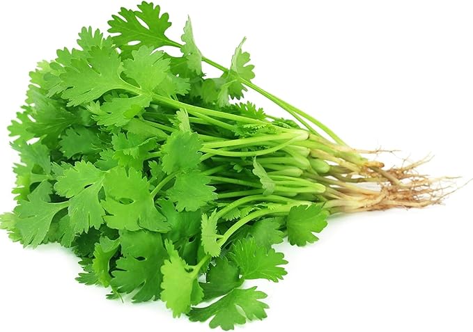 1000 Cilantro Seeds – Non-GMO Heirloom Coriander Herb Seeds for Indoor & Outdoor Garden Planting
