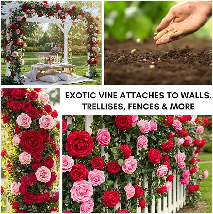 Climbing Rose Vine Seeds - 30+ Seeds for Planting – Beautiful Blooms – Ideal for Trellises, Fences, and Garden Walls – Fast-Growing Flower Seeds for Outdoor Planting