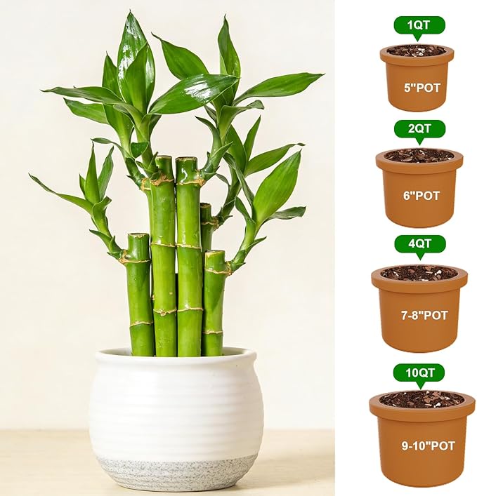 Pure Natural Potting Soil for Lucky Bamboo Plants 10qt- Superior Drainage & Breathability, Ideal Indoor Plant Soil
