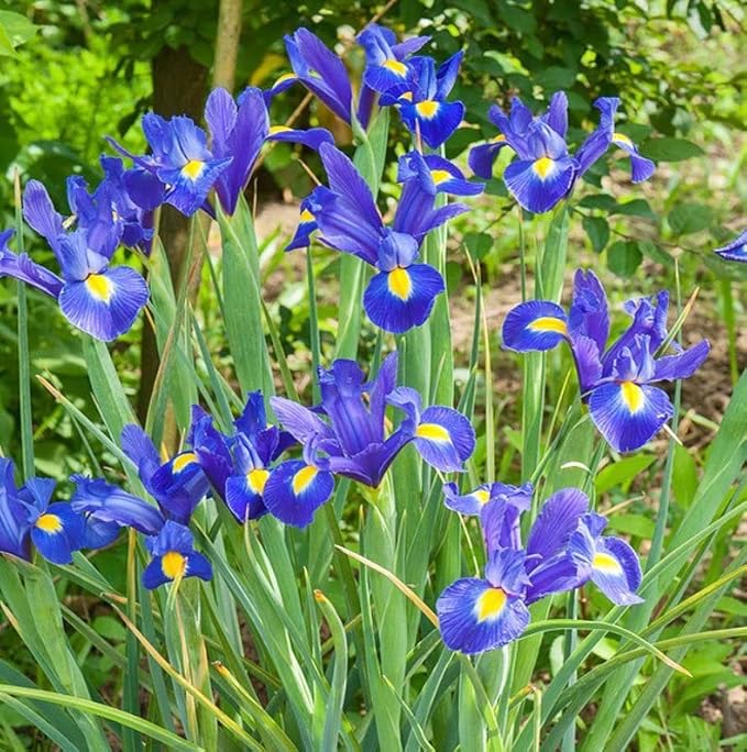 Blue Magic Dutch Iris Bulbs - Perfect Cut Flower Variety, Blue Magic Iris Bulbs for Planting - Sweet Fragrance Iris Flowering Plant (30 Pack)