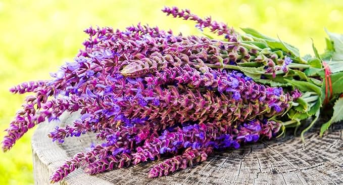 Seeds Sage (Salvia officinalis) Heirloom Herbs for Planting Non GMO