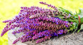 Seeds Sage (Salvia officinalis) Heirloom Herbs for Planting Non GMO