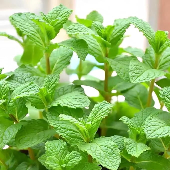 3800PCS Mint Seeds for Planting – Fragrant, Fast-Growing Herb | Easy Growing Indoors & Outdoors | Perfect for Tea, Cooking, and Aromatherapy