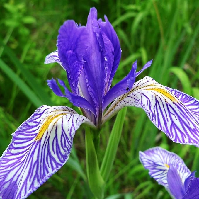 199pcs Iris Flower Seeds to Plant Outdoor - Perennial Beautiful Blooms for Your Garden Home, Spring & Summer Flowers, Easy Growing