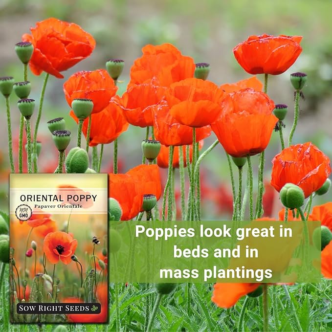 Sow Right Seeds - Oriental Poppy Seeds for Planting - Non-GMO Heirloom Seed Packet with Instructions to Grow a Beautiful Flower Garden - Papery Red Blooms for Outdoors - Self Sowing Perennial (1)