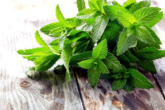Peppermint Seeds for Planting Outdoors and Indoors 500+ Non-GMO Seeds for Herb Garden